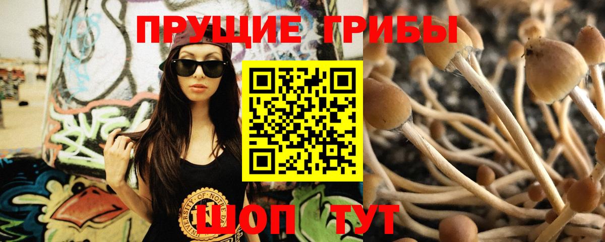 Галлюциногенные грибы Cubensis  где найти   Вологда  Галлюциногенные грибы Magic Shrooms 